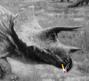 avatar_triceratops83