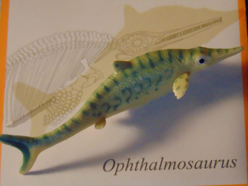 Ophthalmosaurus little Becky PNSO - 1.