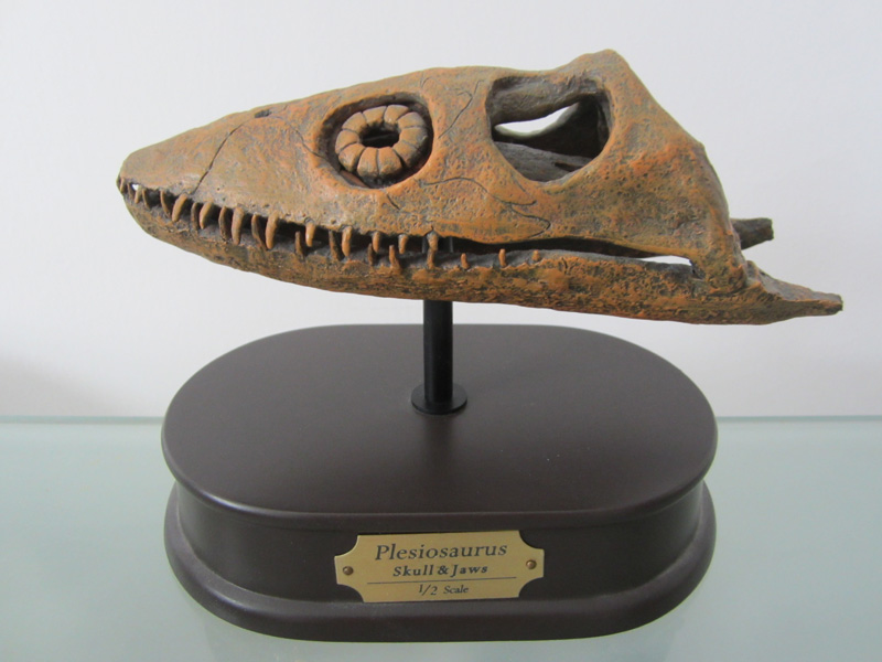 Plesiosaurus favorite skull.