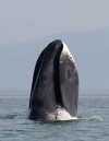 avatar_Bowhead Whale
