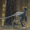 avatar_Anchiornis99