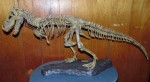 Tyrant King Skeleton/'T-Rex Skeleton' (Geoworld/B.C.Bones)