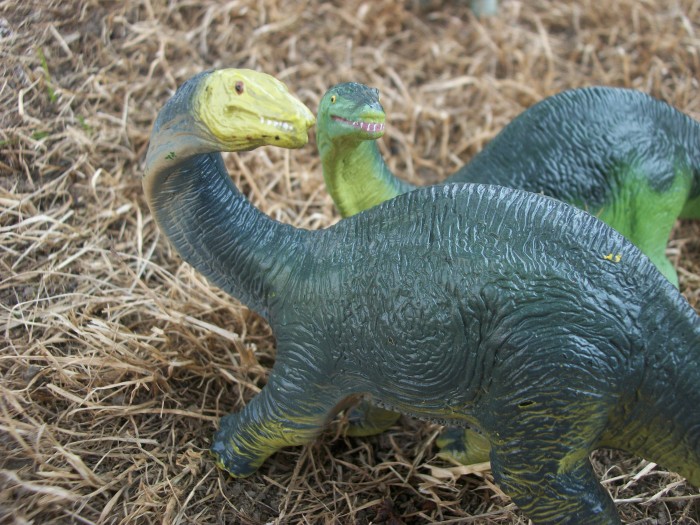 Apatosaurus baby 8