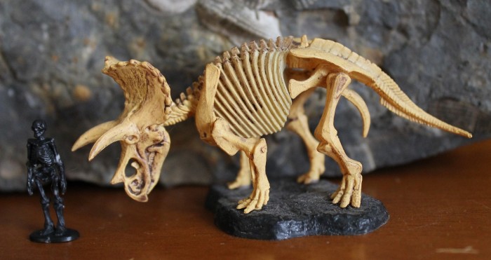 Triceratops_skeleton_kaiyodo