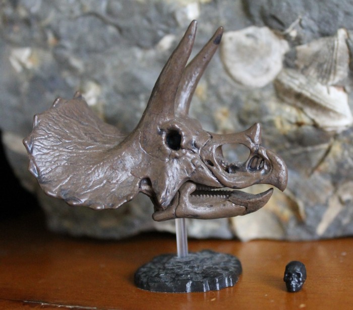 Triceratops_skull_kaiyodo
