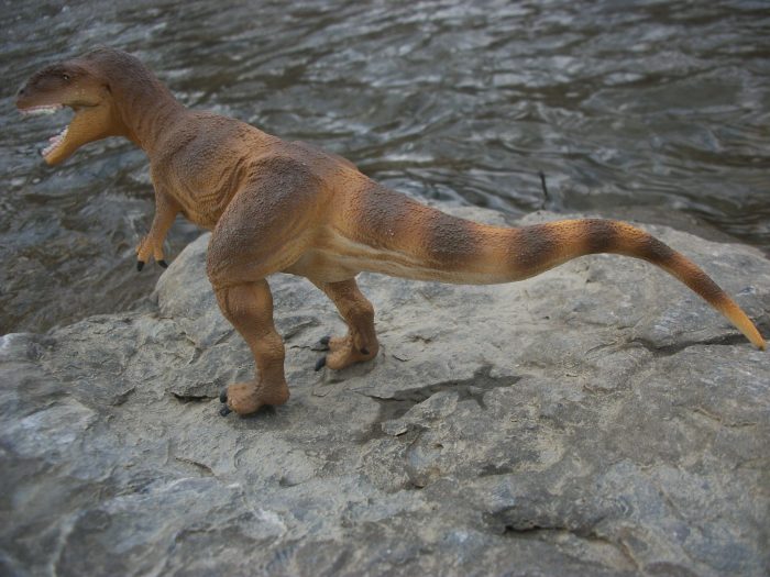 Safari Carcharodontosaurus 13