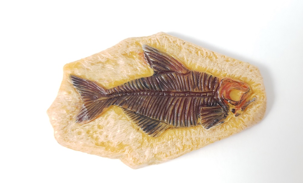 Safari Ltd fossilized fish Diplomystus