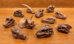 Dino Skulls (Toob by Safari Ltd.)
