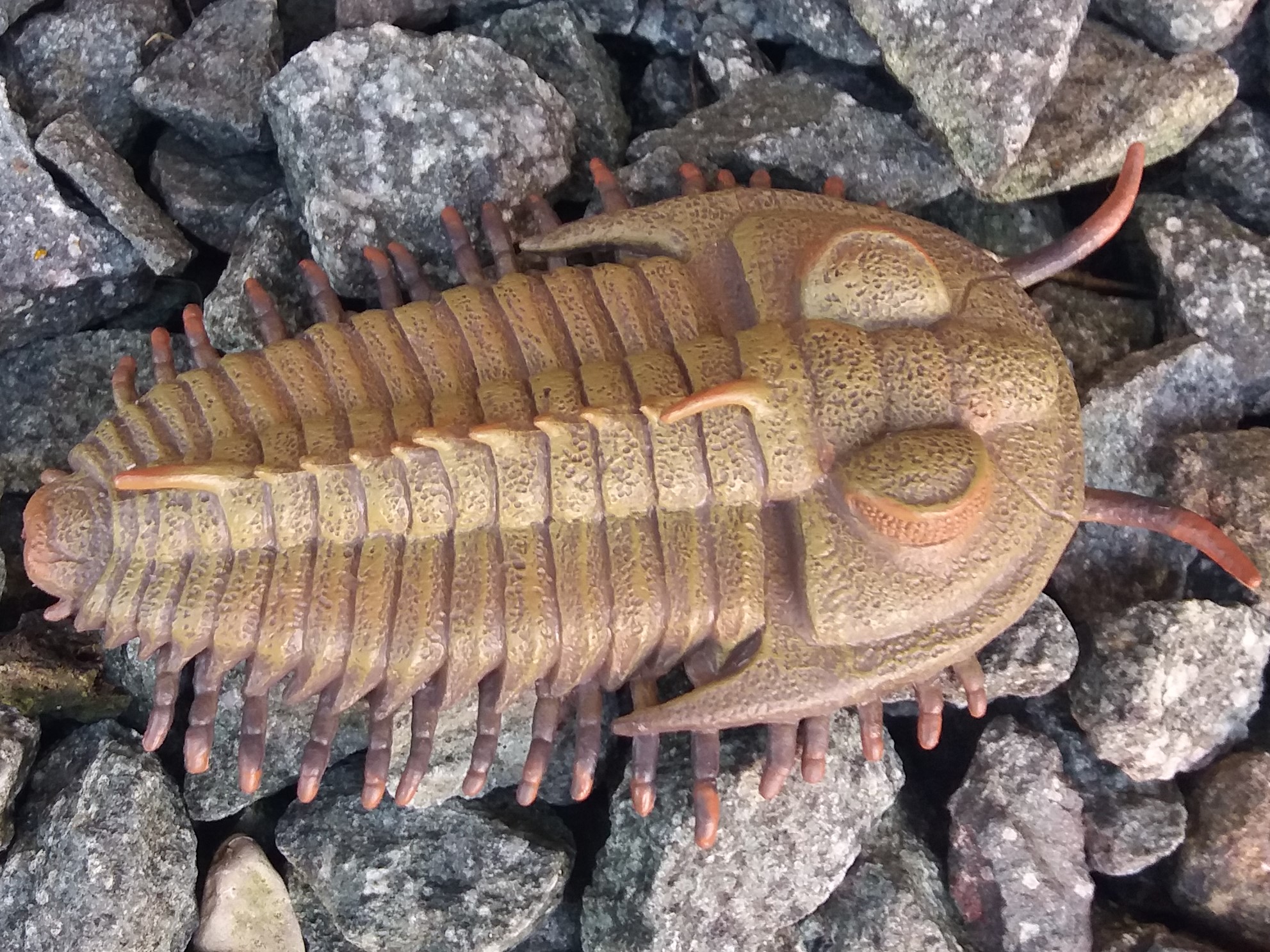 Read more about the article Redlichia rex trilobite (CollectA)<div class="yasr-vv-stars-title-container"><div class='yasr-stars-title yasr-rater-stars'
                          id='yasr-visitor-votes-readonly-rater-732a050614566'
                          data-rating='5'
                          data-rater-starsize='16'
                          data-rater-postid='26571'
                          data-rater-readonly='true'
                          data-readonly-attribute='true'
                      ></div><span class='yasr-stars-title-average'>5 (16)</span></div>