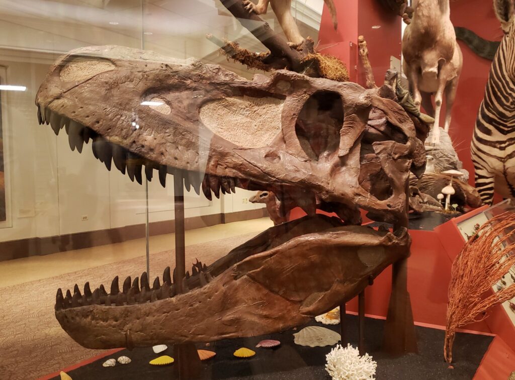 skull of Daspletosaurus torosus holotype specimen at Field Museum