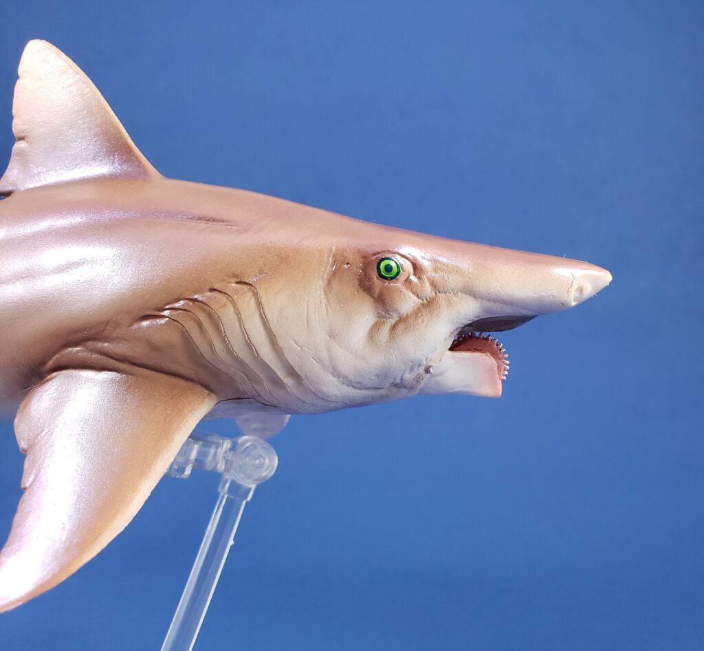 Head of PSNO Helicoprion with jaw open
