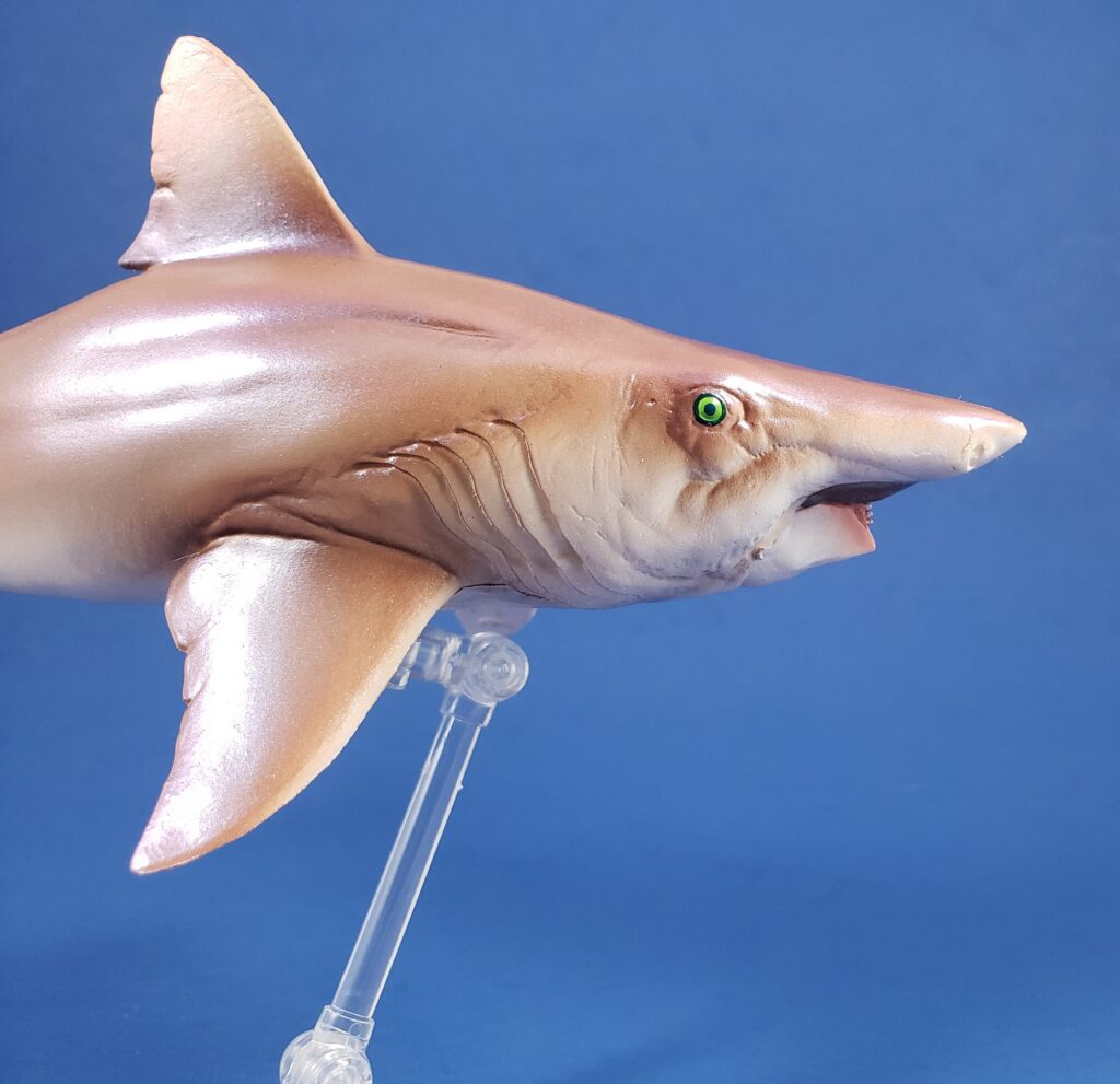 Head of PNSO Helicoprion with jaw closed.