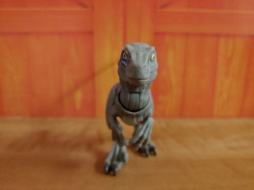 Beta Velociraptor facing camera.