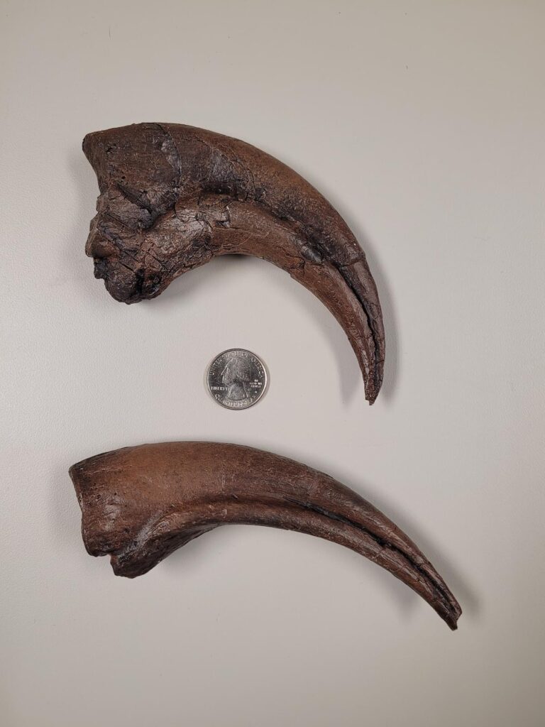 T. rex thumb and index claws.