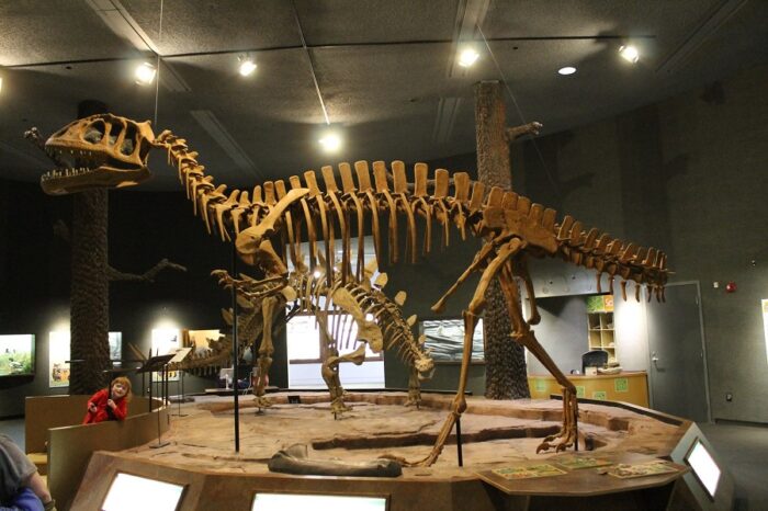 Yangchuanosaurus (Dapeng) (Prehistoric Animal Models by PNSO ...